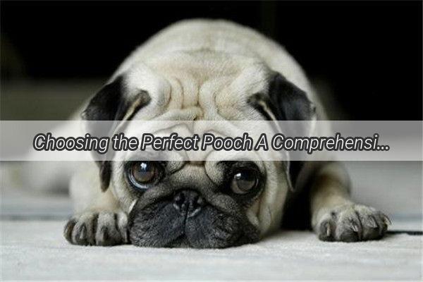 Choosing the Perfect Pooch A Comprehensive Guide to Finding Your Ideal Canine Companion